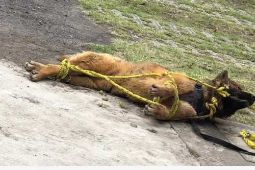 Videos: Indignación por la muerte de Kuko: Habitantes de Nicolás Romero matan a perro de asistencia a golpes